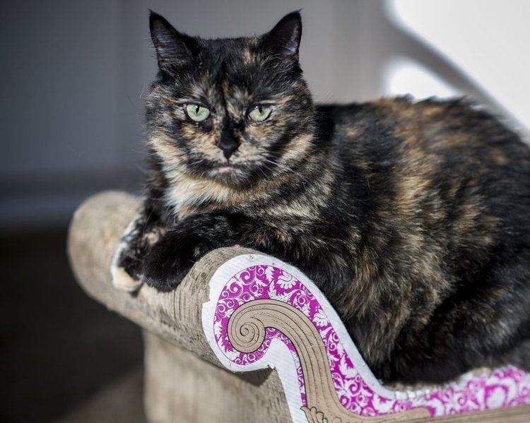 Tortoiseshell cat Study Tortie cats39 39tude is not your imagination The Seattle Times
