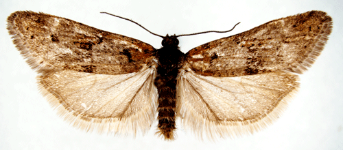 Tortricodes alternella Tortricodes alternella Insecta Lepidoptera Tortricidae