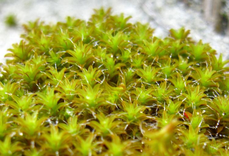 Tortula ruralis Sidewalk moss Tortula ruralis Biodiversity of the Central Coast
