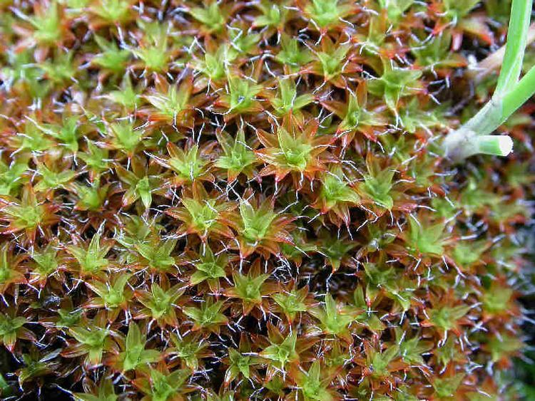 Tortula ruralis Sidewalk moss Tortula ruralis Biodiversity of the Central Coast