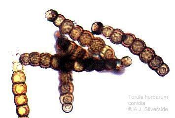 Torula Torula herbarum images of British biodiversity