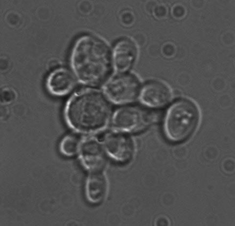 Torulaspora delbrueckii The Weihenstephan Strain WLP300WY3068 Saccharomyces or