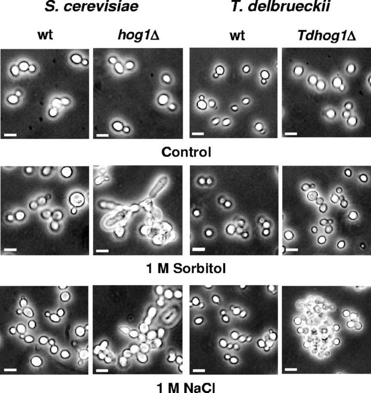 Torulaspora delbrueckii Hog1 MitogenActivated Protein Kinase Plays Conserved and Distinct