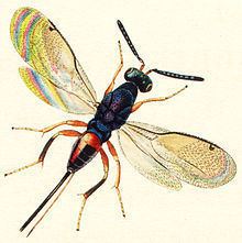 Torymidae httpsuploadwikimediaorgwikipediacommonsthu
