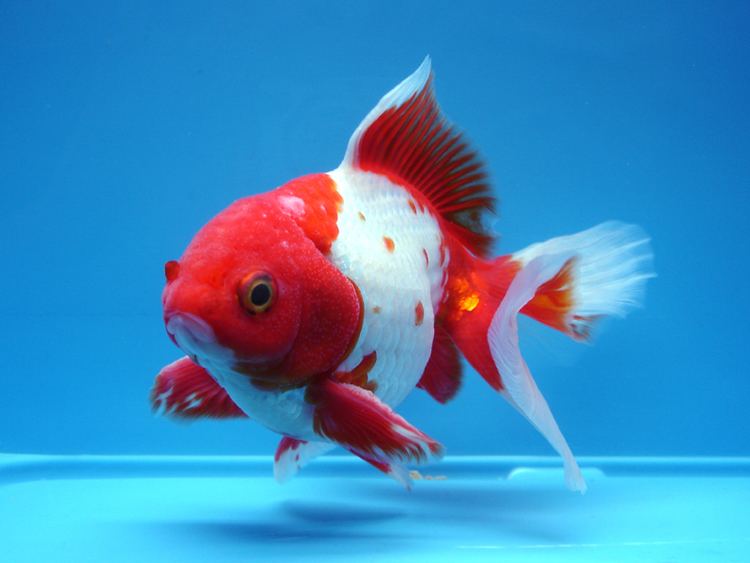 Tosakin 17 Best images about Tosakin Goldfish on Pinterest Posts Shopping
