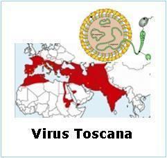 Toscana virus Virus toscana informacin prctica sobre el virus toscana para