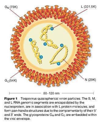 Tospovirus Tospovirus Pathosystem USDA Tomato Spotted Wilt Virus Risk