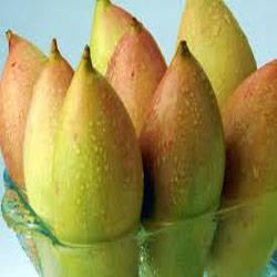 Totapuri (mango) Totapuri Mangoes Manufacturers Suppliers amp Wholesalers