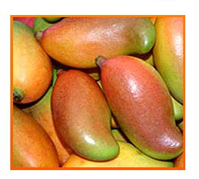 Totapuri (mango) Totapuri Mango Pulp in Pochampalli Taluk Krishnagiri Jeevan Fruit