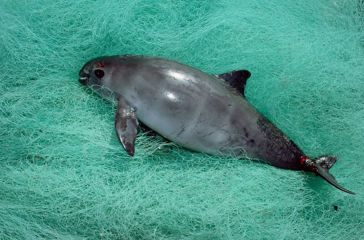 Totoaba Demand for Fish Bladder May Wipe Out World39s Rarest Ocean Mammal