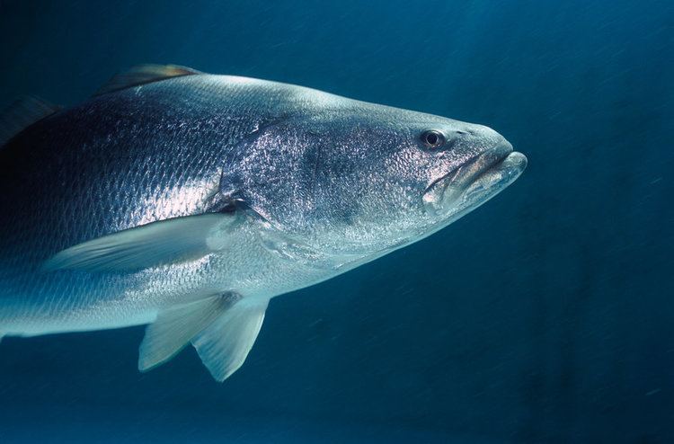 Totoaba Chinese Taste For Fish Bladder Threatens Rare Porpoise In Mexico