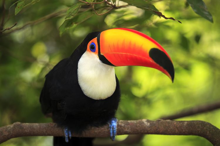 Toucan Did You Know Toco Toucan The Living Coast Discovery Center