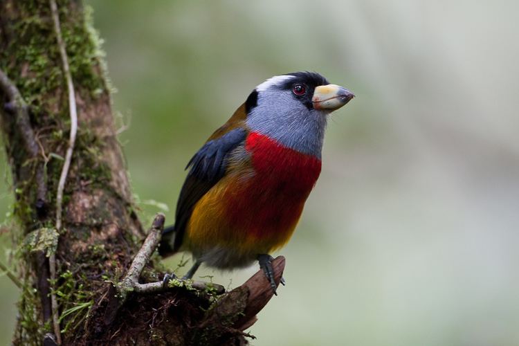 Toucan barbet The Tripatorium Toucan Barbet