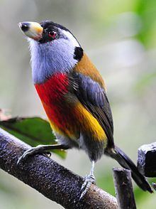 Toucan barbet httpsuploadwikimediaorgwikipediacommonsthu