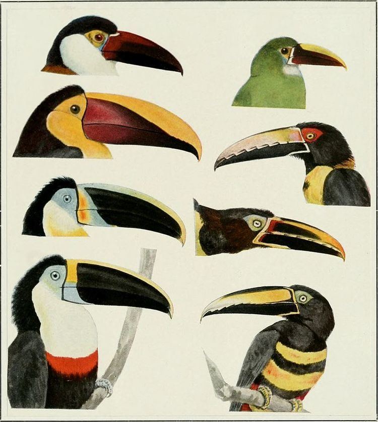 Toucan Toucan