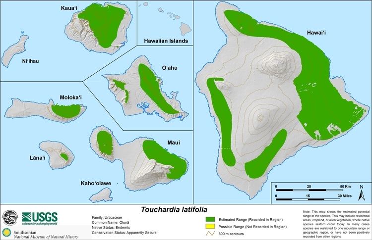 Touchardia latifolia Flora of the Hawaiian Islands Species Page Botany National