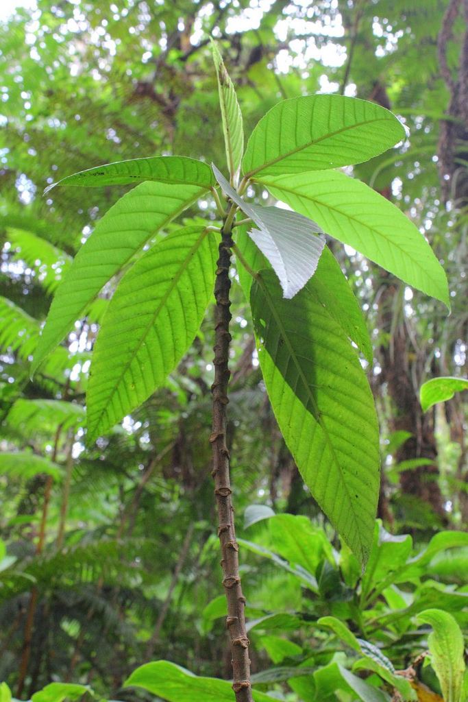 Touchardia latifolia Olona Touchardia latifolia Jupiter Nielsen Flickr