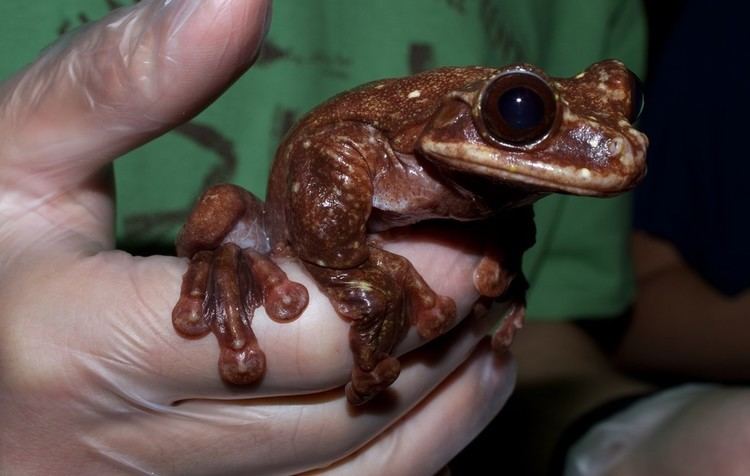Toughie (frog) Last Frog Of His Kind Dies Alone
