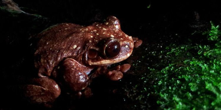 Toughie (frog) The Loneliest Frog in the World The Huffington Post