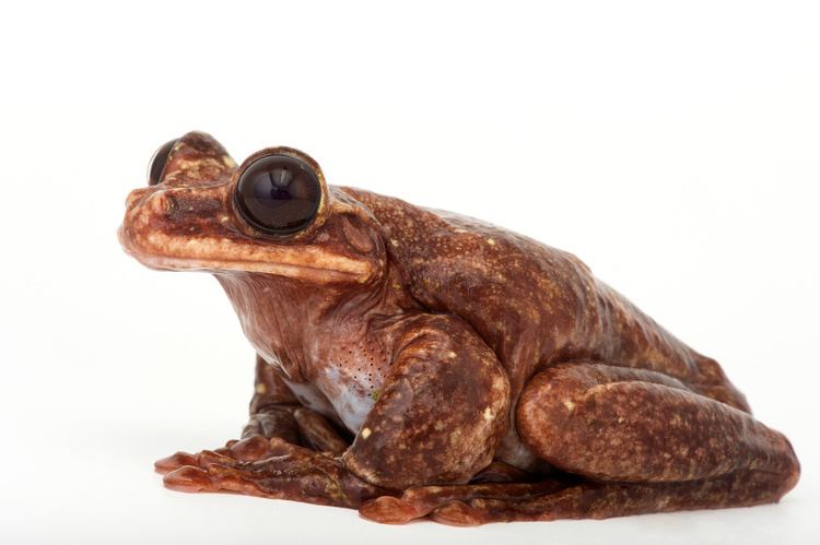 Toughie (frog) Famous Frog Toughie Dies Sending Species to Extinction