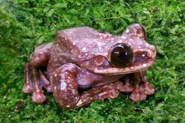 Toughie (frog) Tree frog named 39Toughie39 last known member of his species dies in