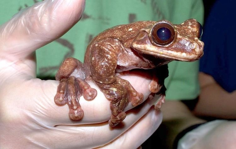 Toughie (frog) Famous Rare Frog Dies Sending Species to Extinction