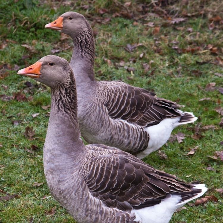 Toulouse goose French Toulouse Geese French Toulouse Geese for sale at Purely