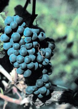 Touriga Francesa Kobrand Wine amp Spirits Education Grape Glossary Touriga Franca
