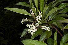 Tournefortia pubescens httpsuploadwikimediaorgwikipediacommonsthu