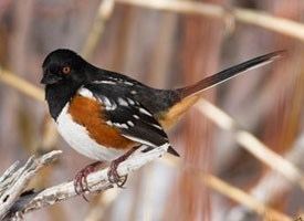 Towhee Spotted Towhee Identification All About Birds Cornell Lab of