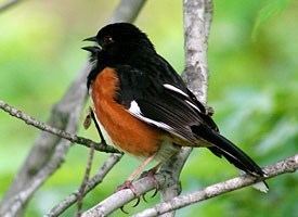 Towhee Eastern Towhee Identification All About Birds Cornell Lab of