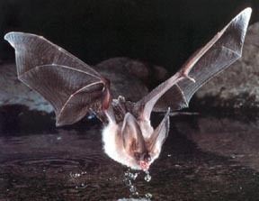 Townsend's big-eared bat Townsend39s BigEared Bat