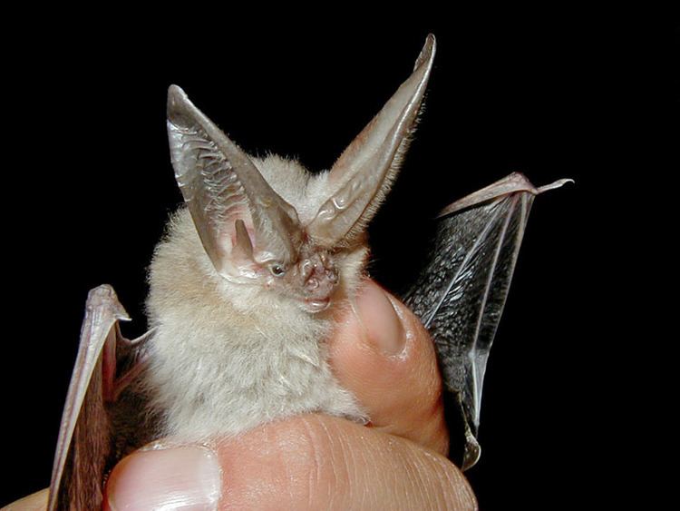 Townsend's big-eared bat Townsend39s bigeared bat