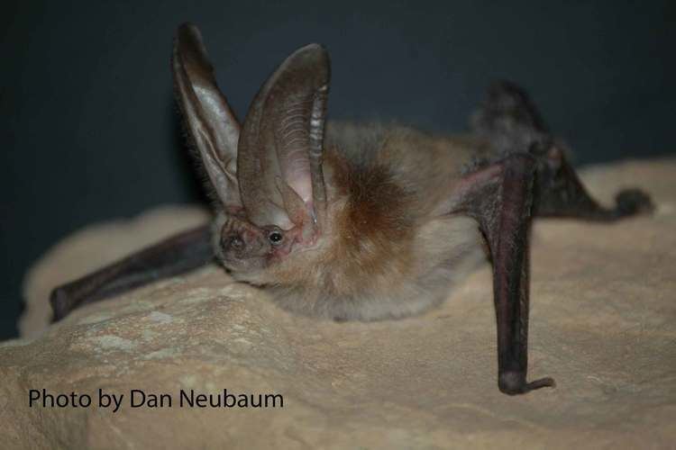 Townsend's big-eared bat CNHP CO Bat Species List