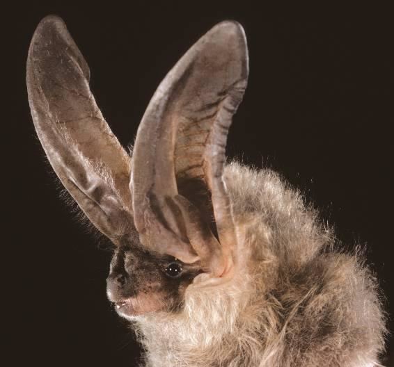 Townsend's big-eared bat Townsend39s Bigeared Bat Corynorhinus townsendii Encyclopedia of