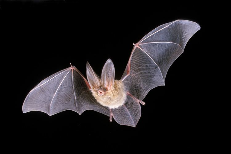 Townsend's big-eared bat httpswwwnpsgovchislearnnatureimages960C