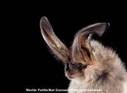 Townsend's big-eared bat Townsend39s bigeared bat Factsheet