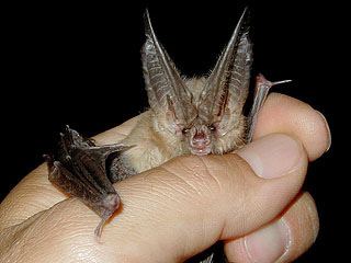 Townsend's big-eared bat Townsend39s Bigeared Bat Sierra Nevada Field Campus Flickr