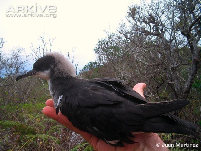 Townsend's shearwater Townsend39s shearwater videos photos and facts Puffinus