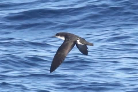 Townsend's shearwater More on Puffinus auricularis Townsend39s Shearwater