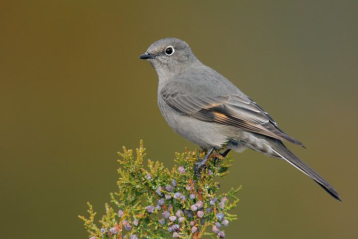 Townsend's solitaire Solitaire
