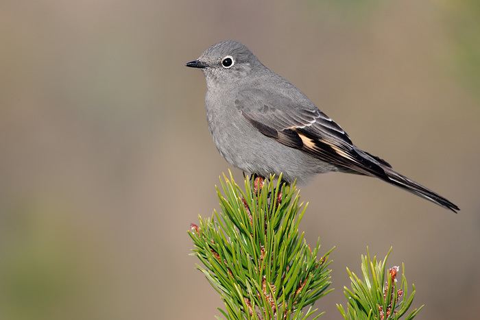 Townsend's solitaire Solitaire