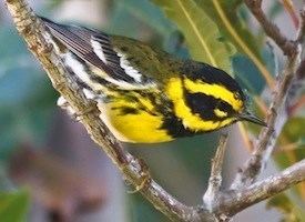 Townsend's warbler Townsend39s Warbler Identification All About Birds Cornell Lab of