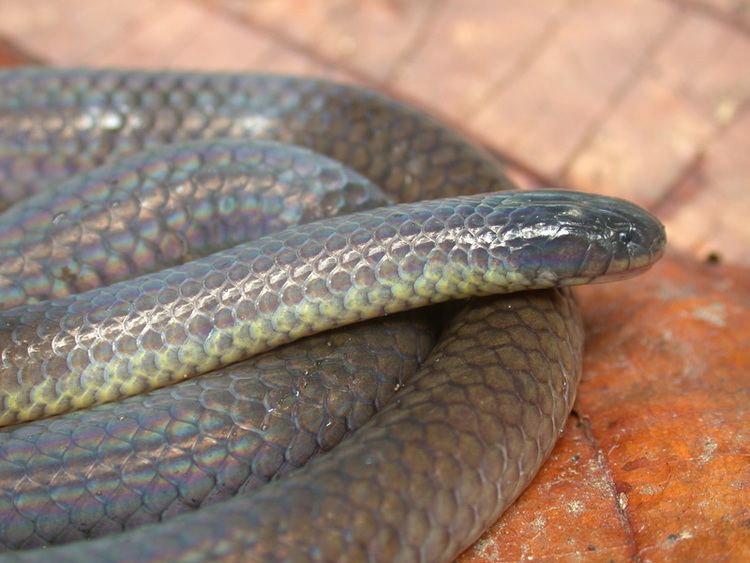 Toxicocalamus Preusss Forest Snake Little Scorpion