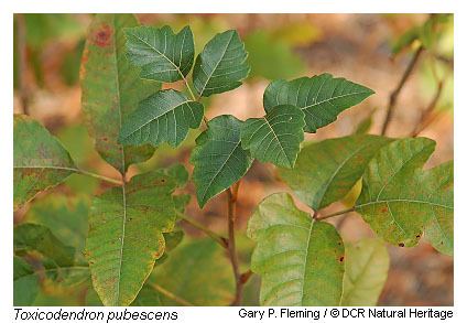 Toxicodendron pubescens Digital Atlas of the Virginia Flora Toxicodendron pubescens PMiller