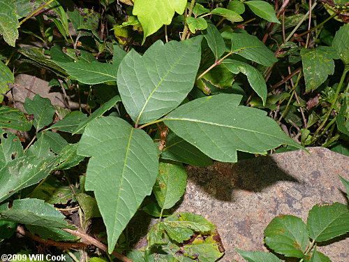 Toxicodendron radicans Eastern PoisonIvy Toxicodendron radicans