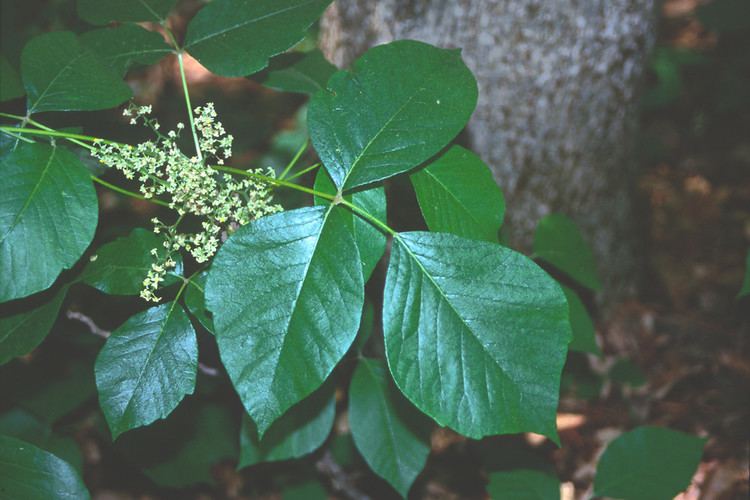 Toxicodendron radicans Toxicodendron radicans poisonivy Go Botany