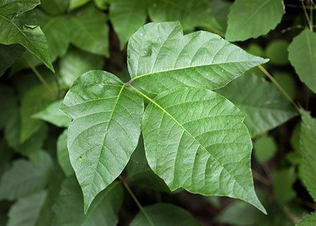 Toxicodendron radicans imagesmedicinenetcomimagespoisonivyjpg