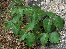 Toxicodendron rydbergii httpsuploadwikimediaorgwikipediacommonsthu