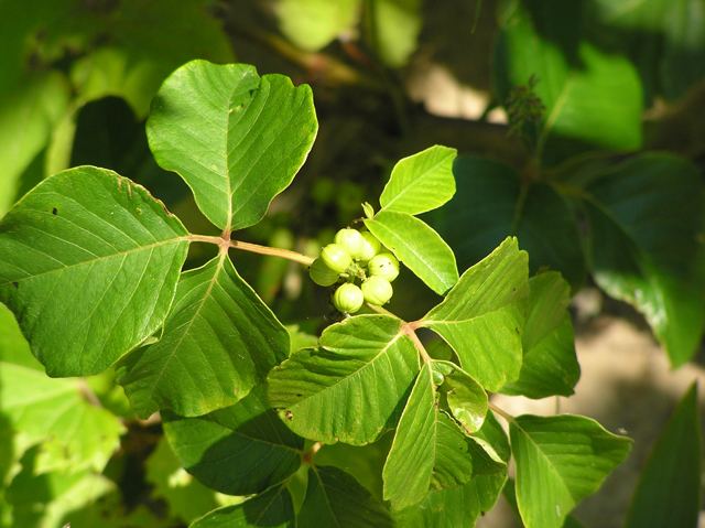 Toxicodendron rydbergii Toxicodendron rydbergii Western poison ivy NPIN